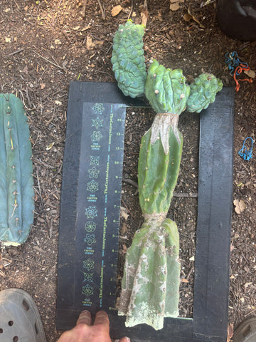 👑💎 Glorp — Another XL Graft