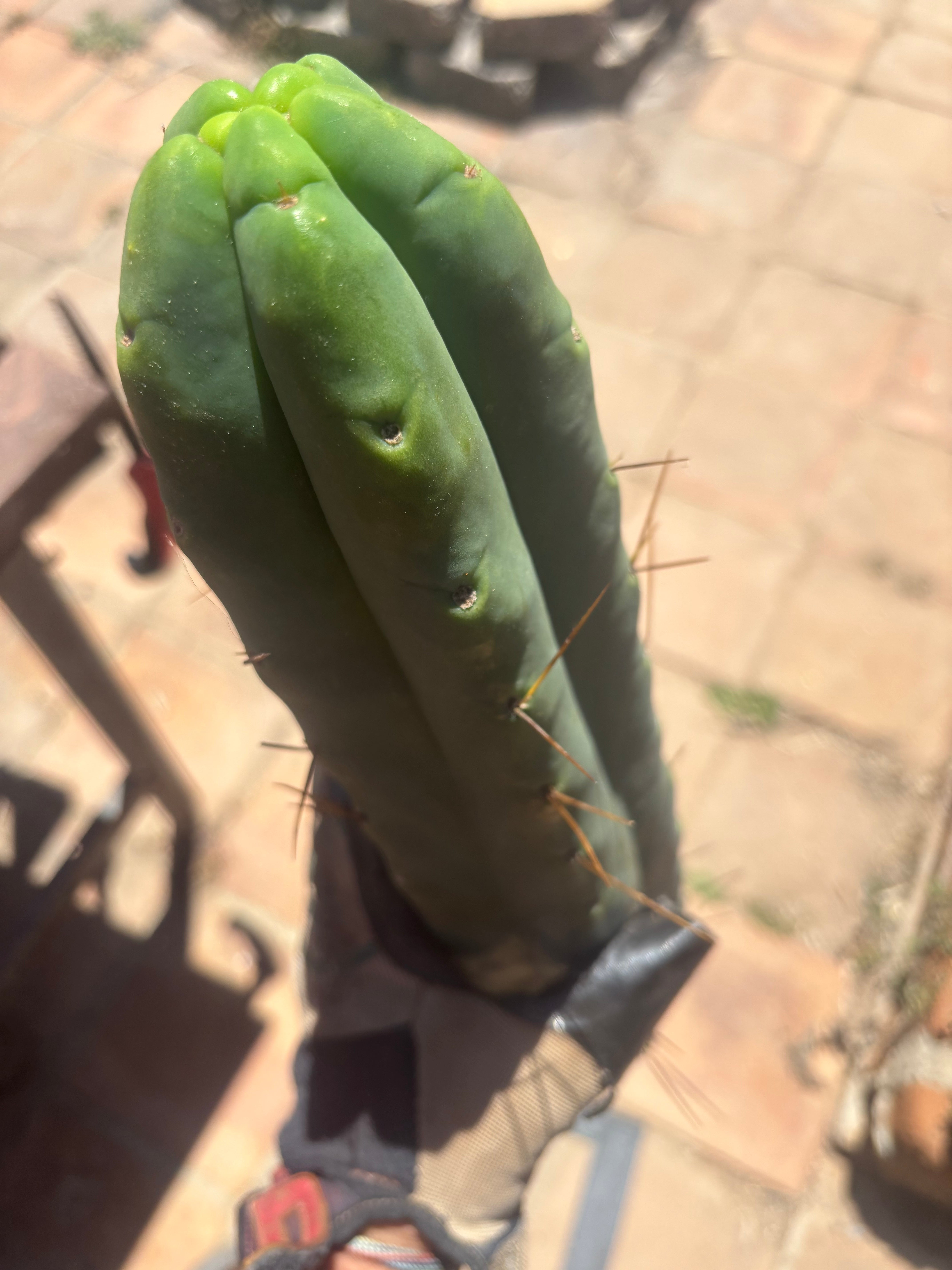 👑💎🌶️🌶️ Eileen — 15” Mega Tip