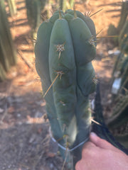 💎👑💎 Spez — Fat 9” Tip