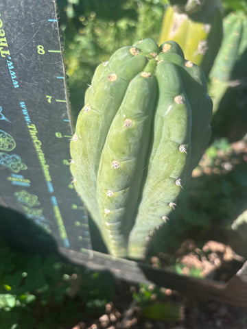 👑🌶️  Ichoca — 8” Tip