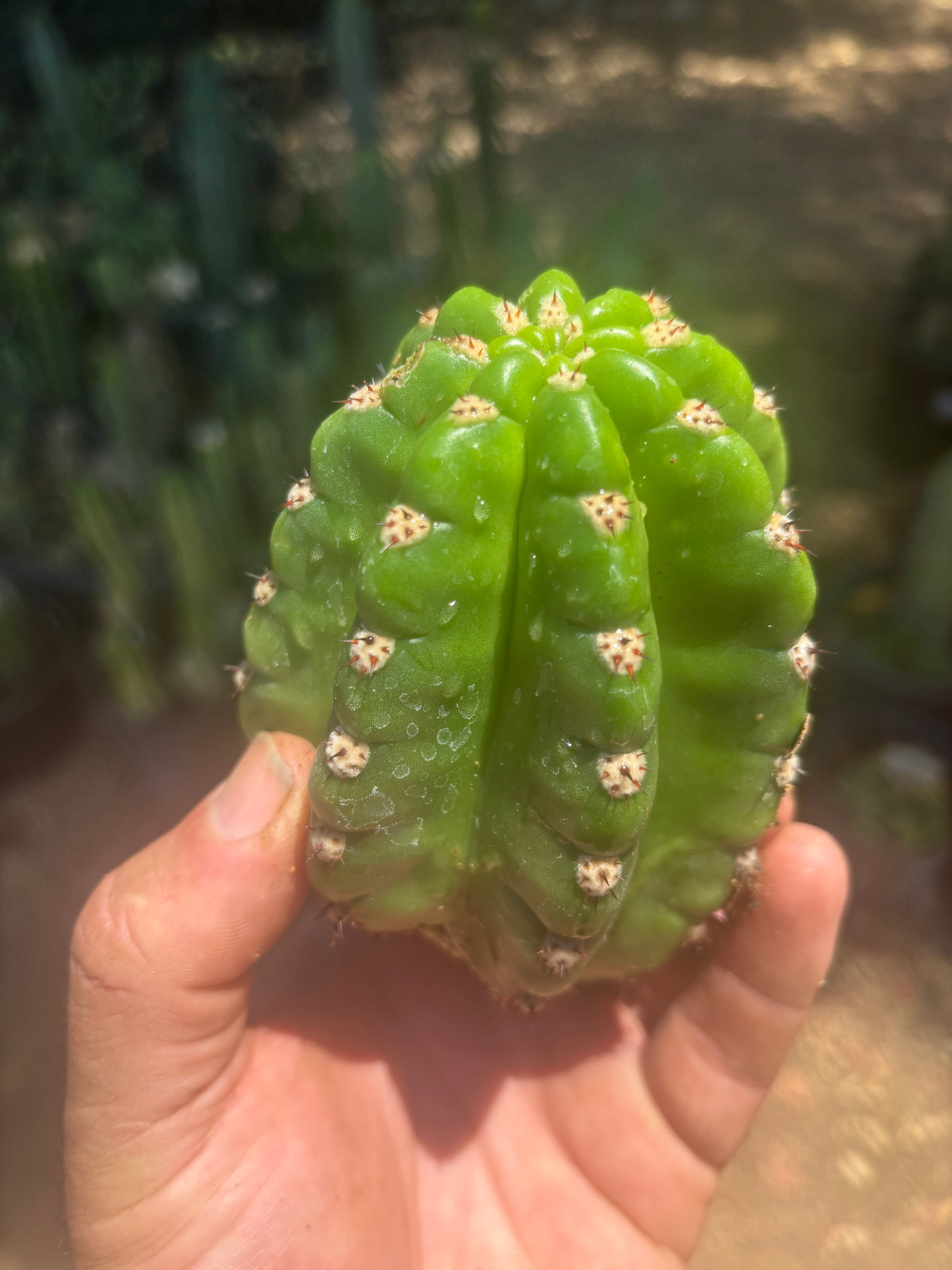 💎🦄💎 JS444 x Pluto (Cross Genus!) — Fat 5” Grenade