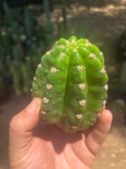 💎🦄💎 JS444 x Pluto (Cross Genus!) — Fat 5” Grenade