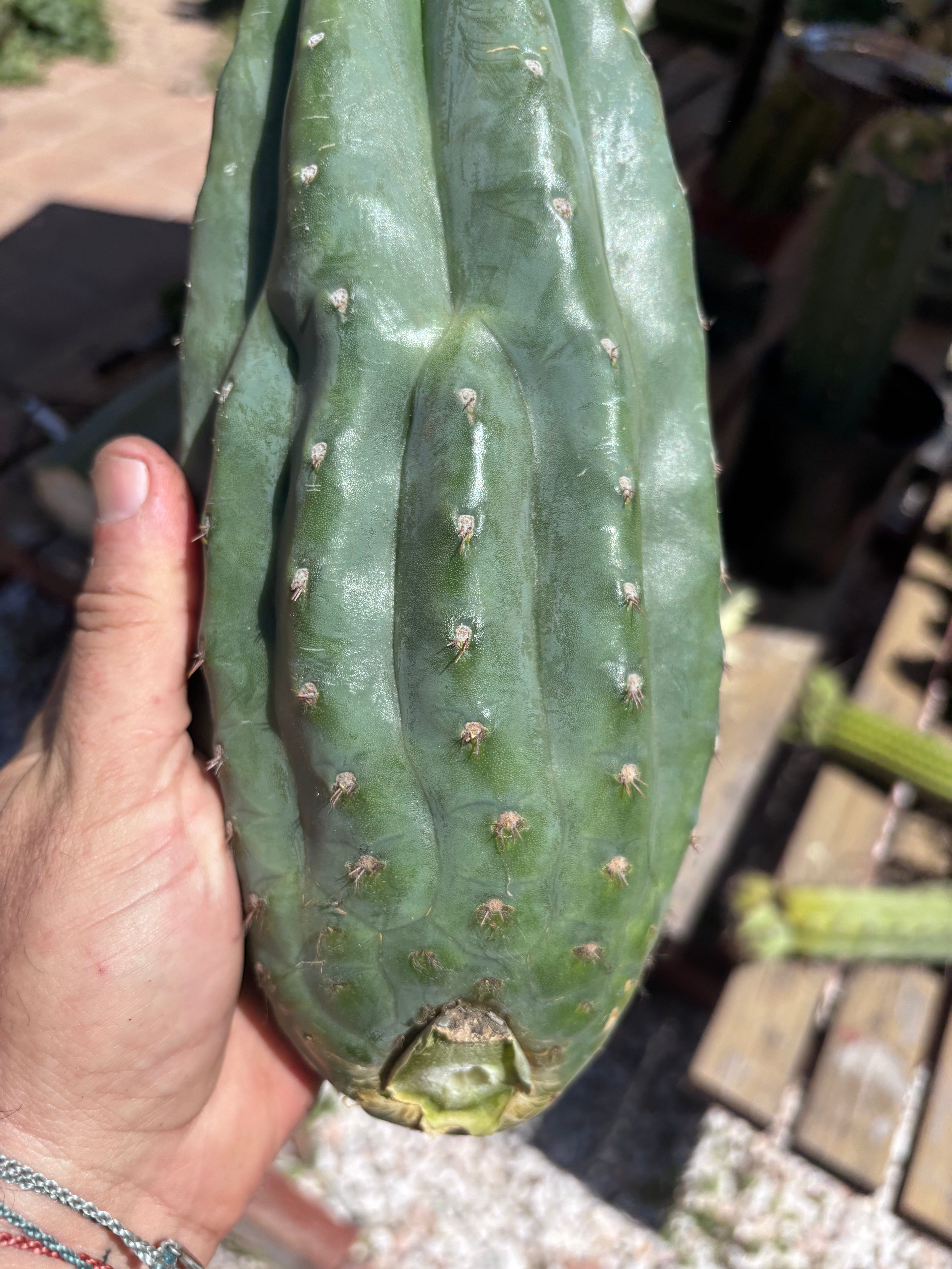 👑🌶️ Pierre — BEEFY 12” Pup