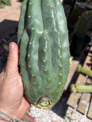 👑🌶️ Pierre — BEEFY 12” Pup
