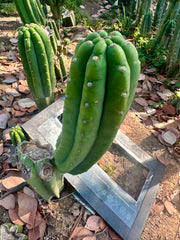 👑🌶️ The Field’s Pachanoi — 11” Pup