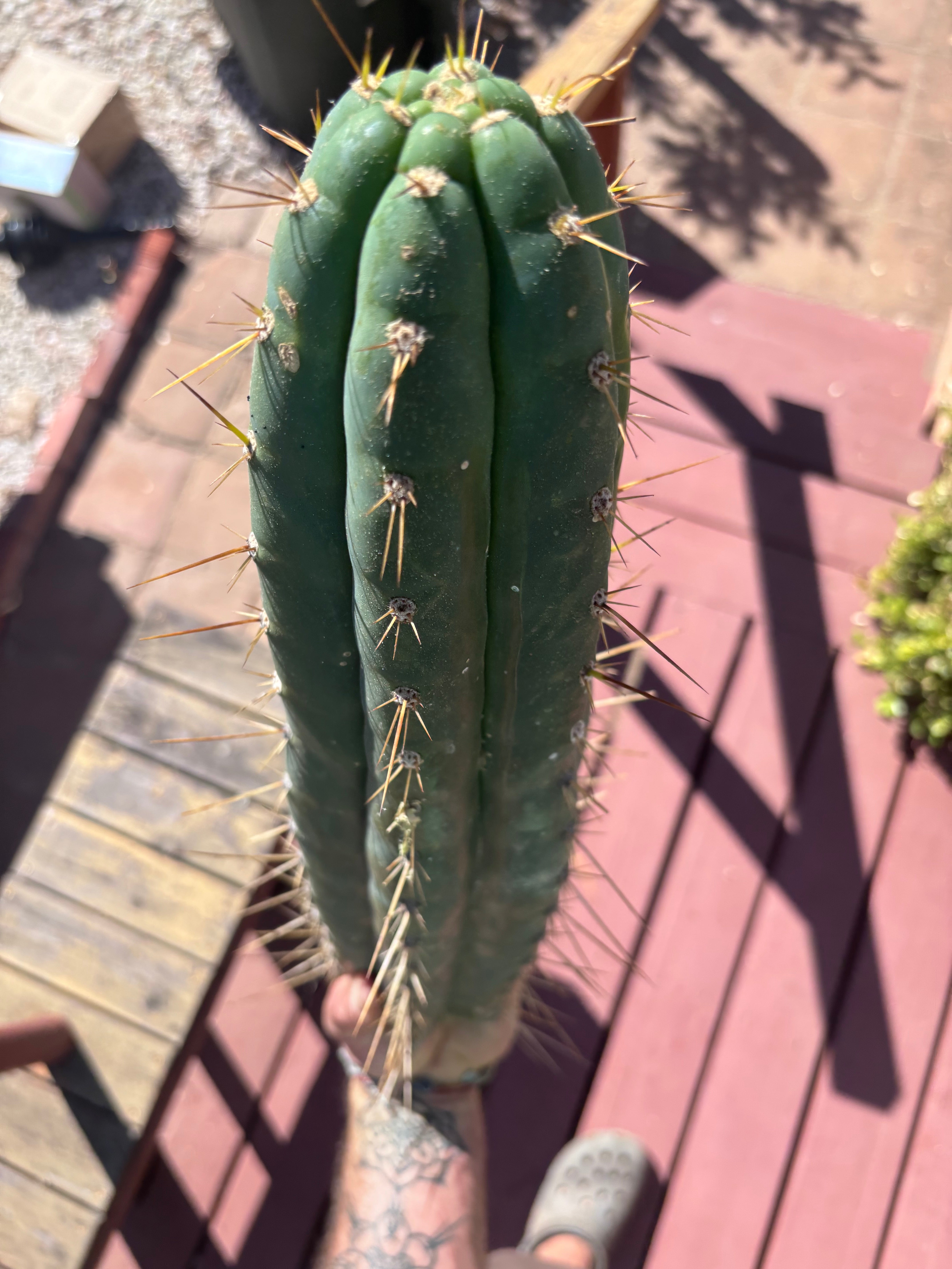 👑💎 Chavin De Huantar — XL 17” Tip