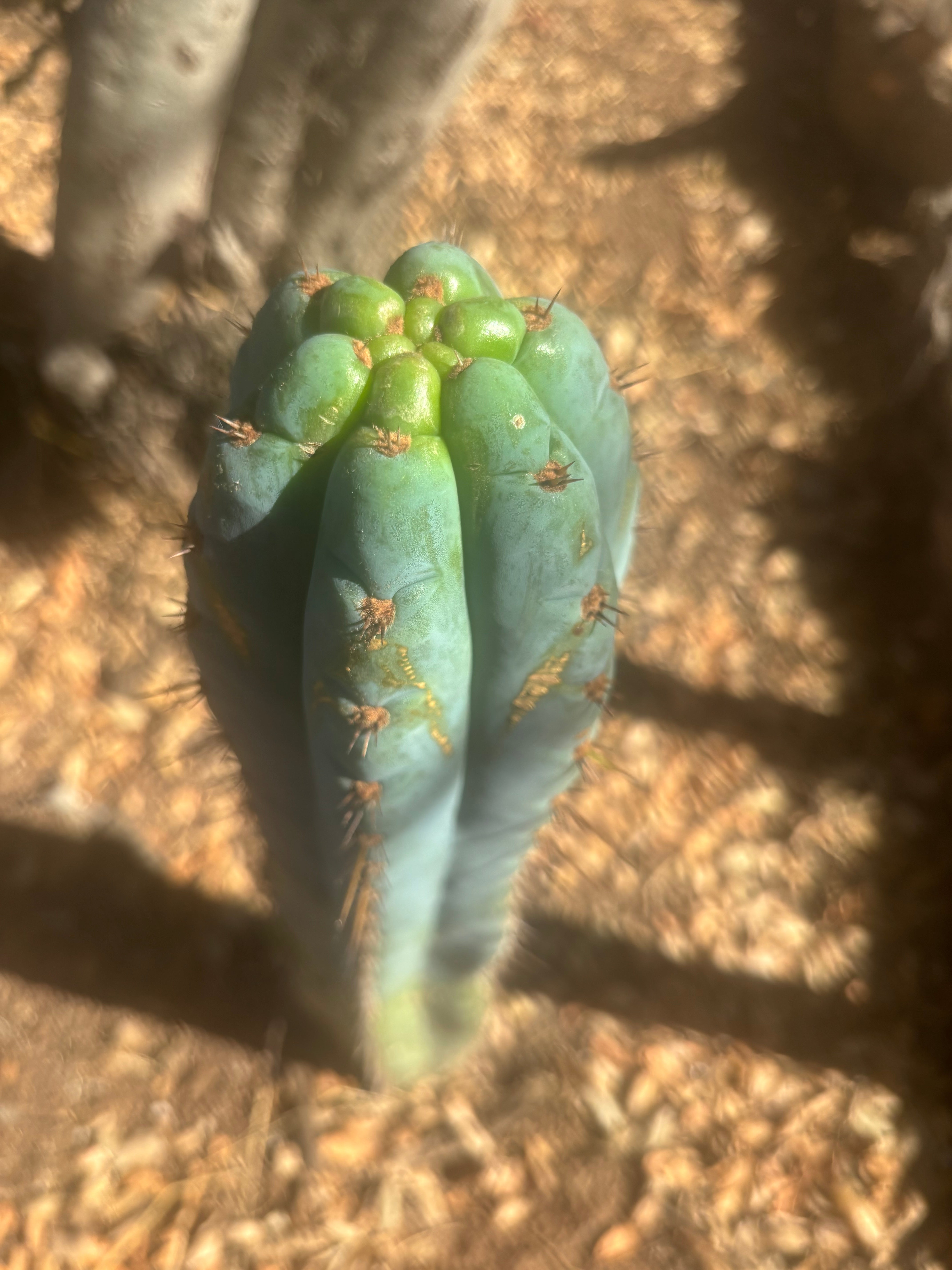 💎👑 Papa Smurf — Chonky 10” Tip
