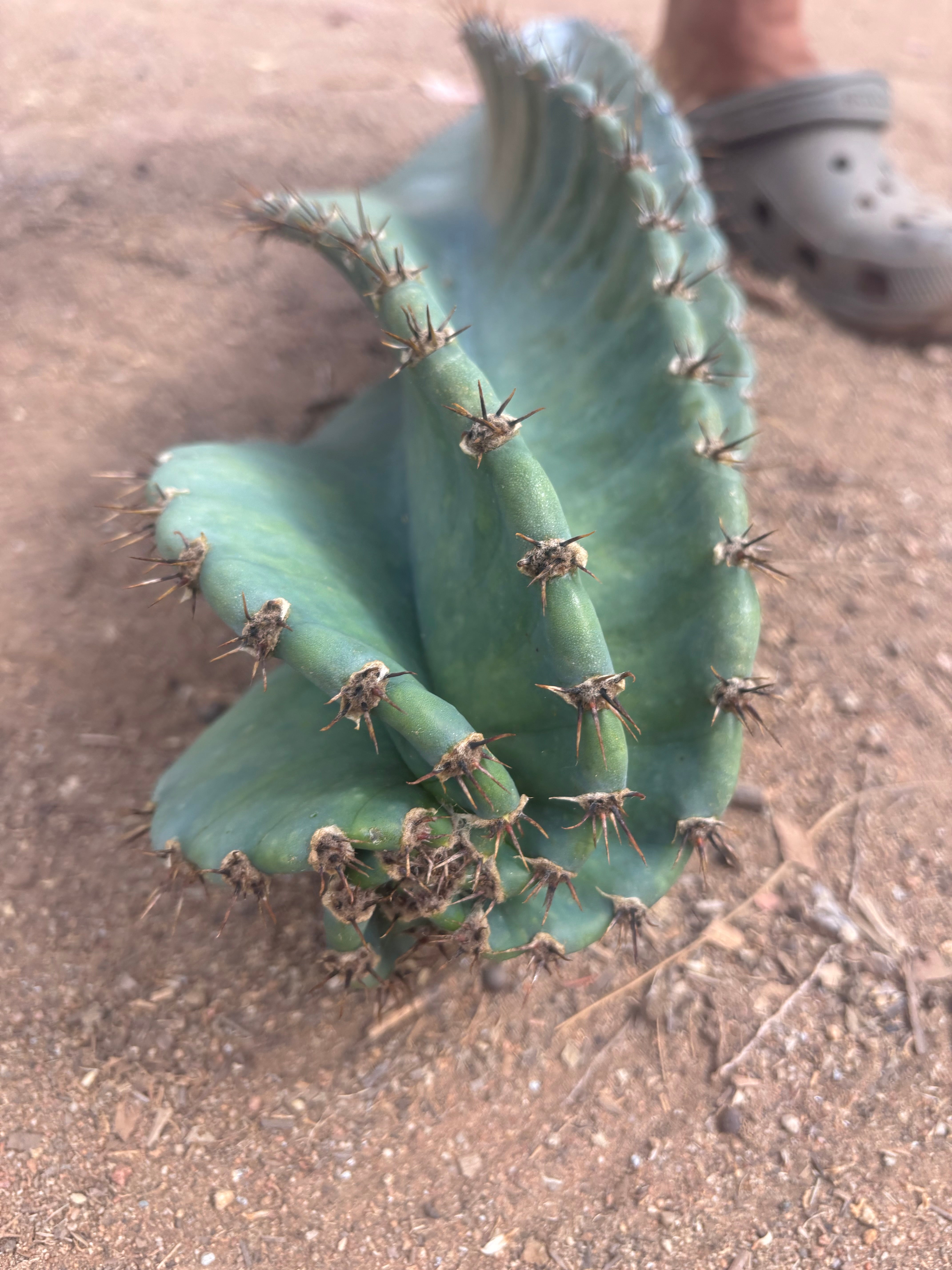 💎🌀 A Cereus Tornado  — XXL 21” Pup