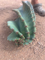 💎🌀 A Cereus Tornado  — XXL 21” Pup