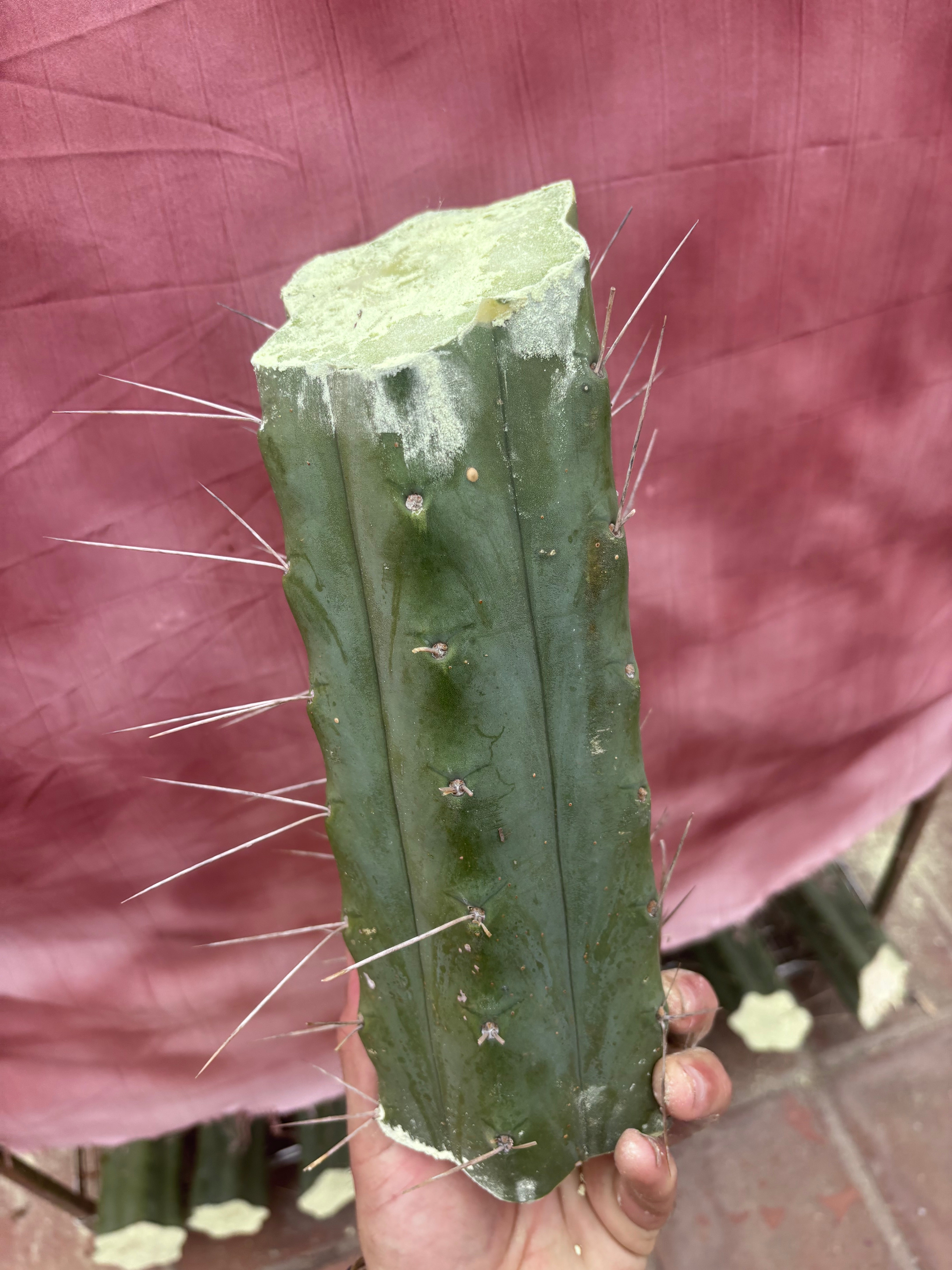 👑🌶️🌶️ Eileen — 10” Mega Mids (3)