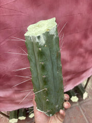 👑🌶️🌶️ Eileen — 10” Mega Mids (3)