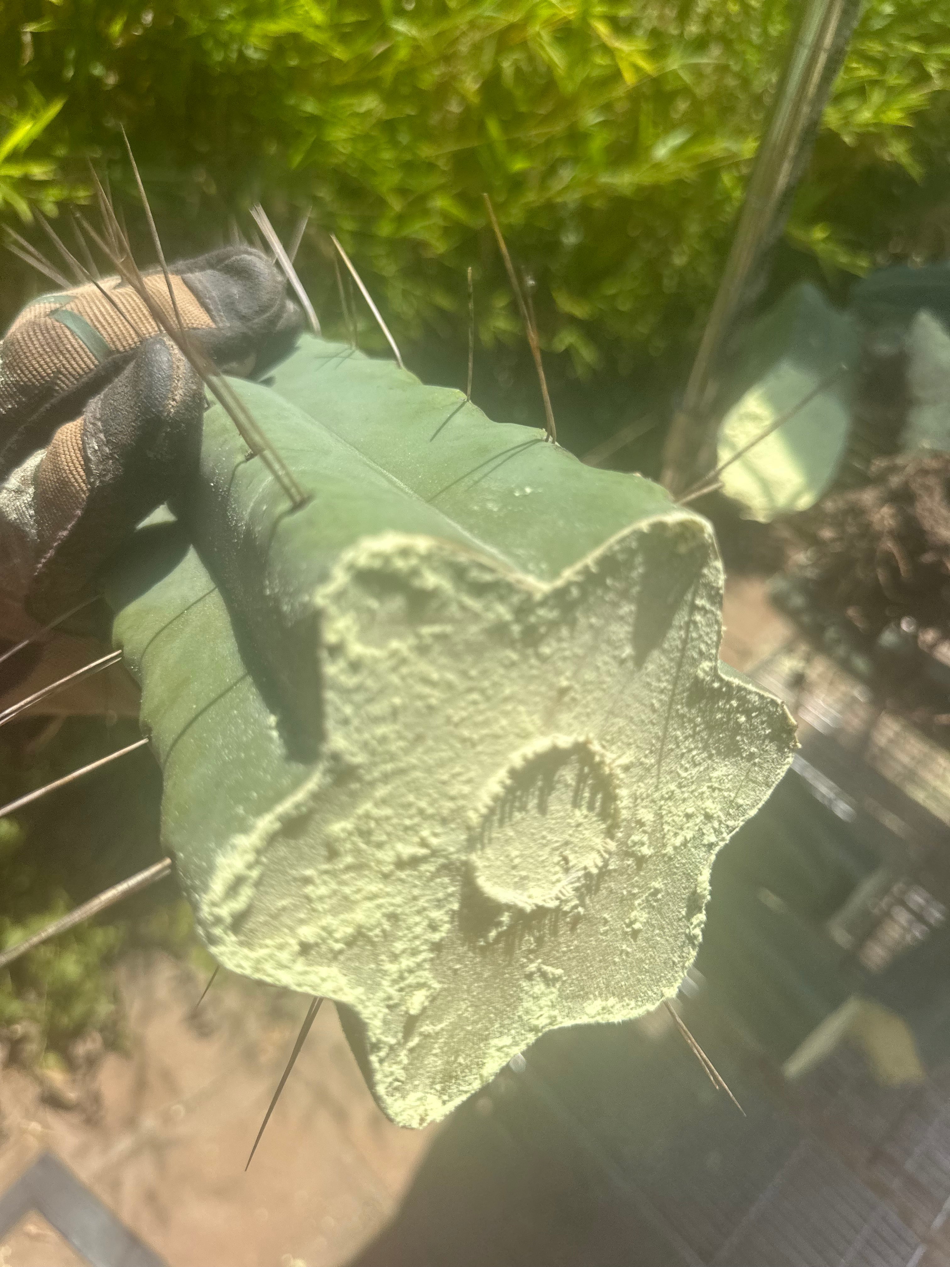 👑🌶️🌶️ Eileen — Max Thickness 14” Mid Cuts