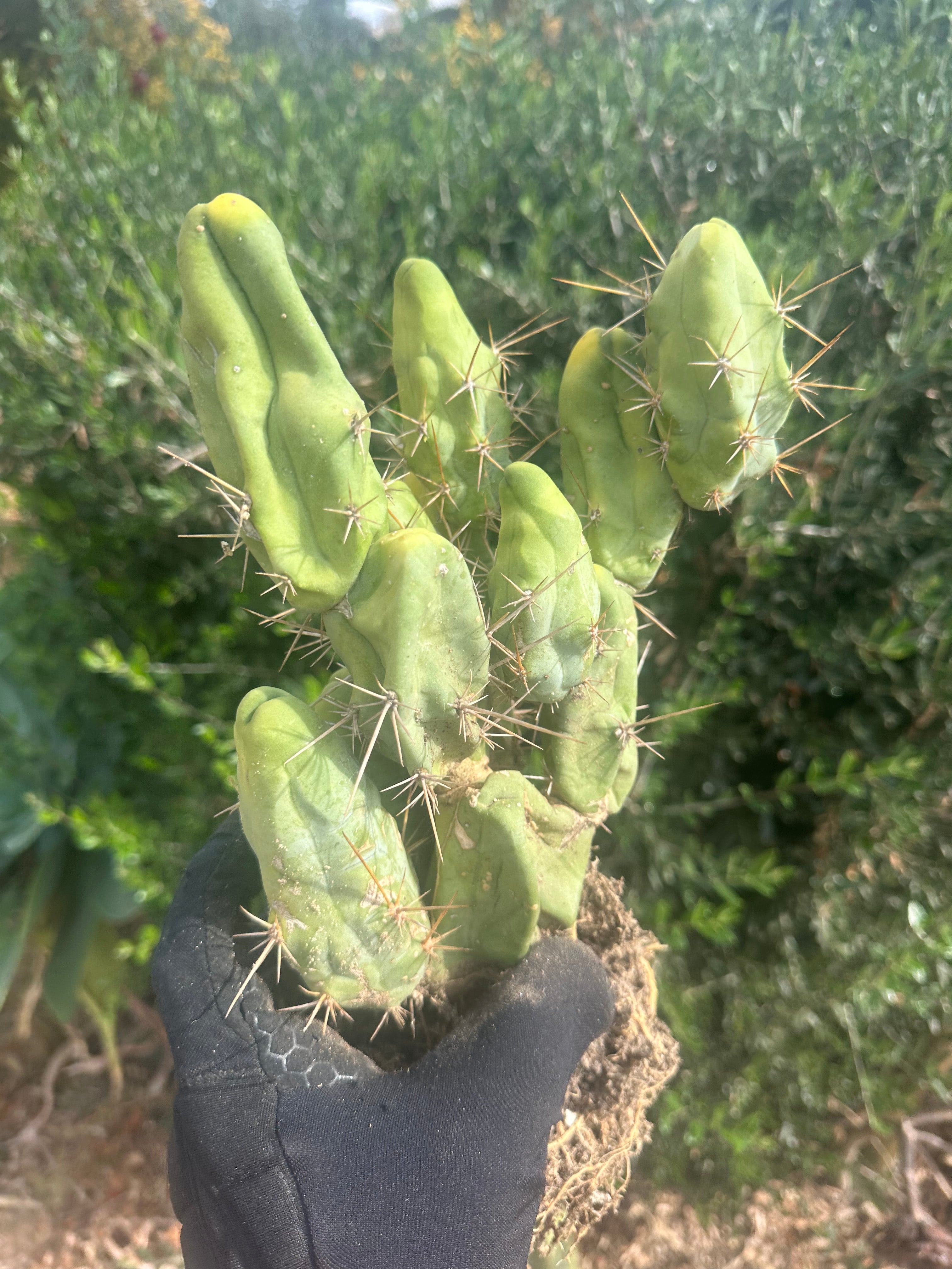 👑🌶️🌶️  TBM  — XXL Rooted Cluster