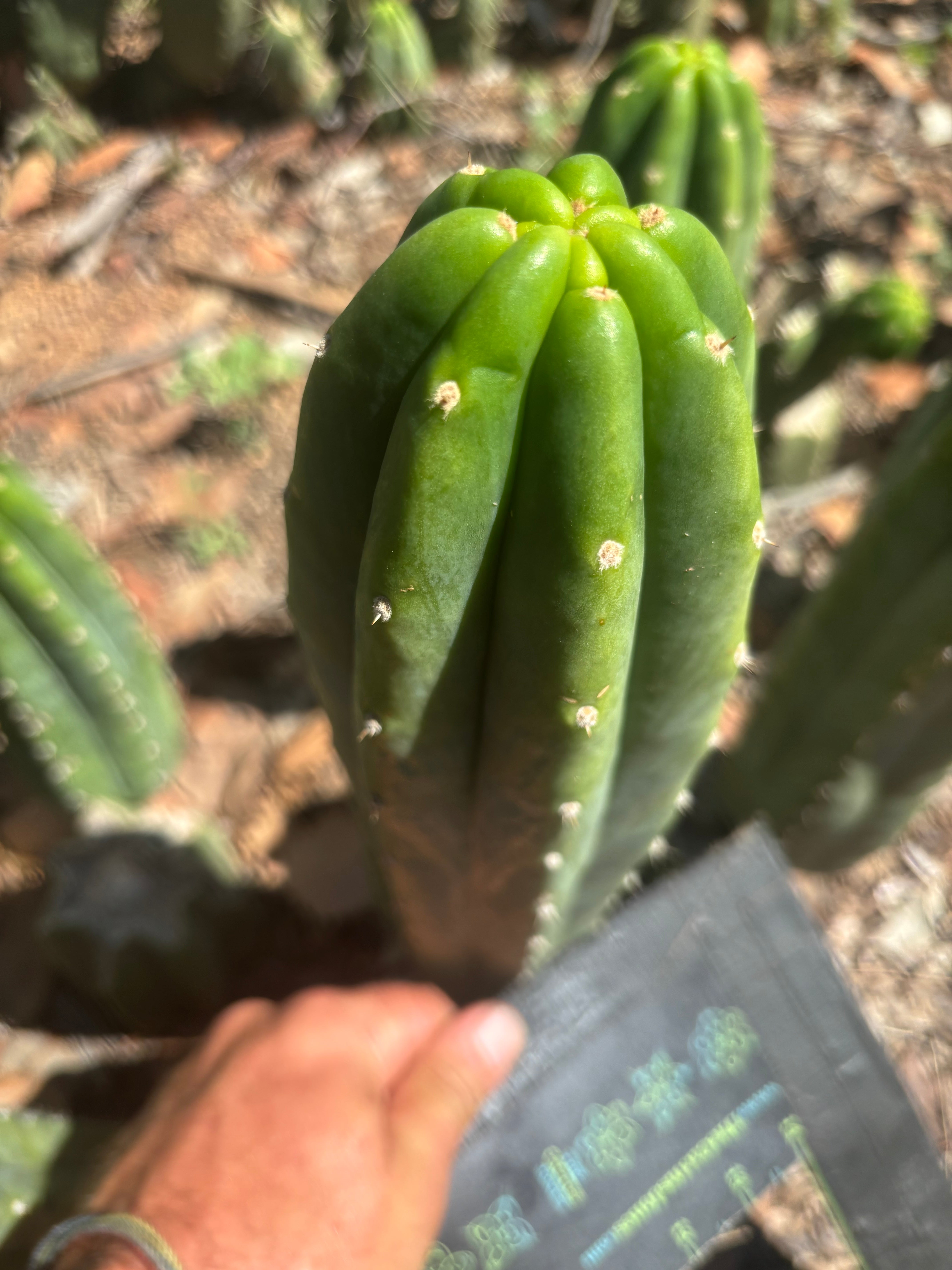 👑🌶️🌶️ Landfill — 10” Tip