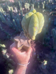 👑💎🌶️ Zulk — Rooted Mid with FourWang Pup