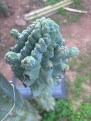 💎👑💎 Glorp — XXL Pupsplosion Graft (Re-Listing)