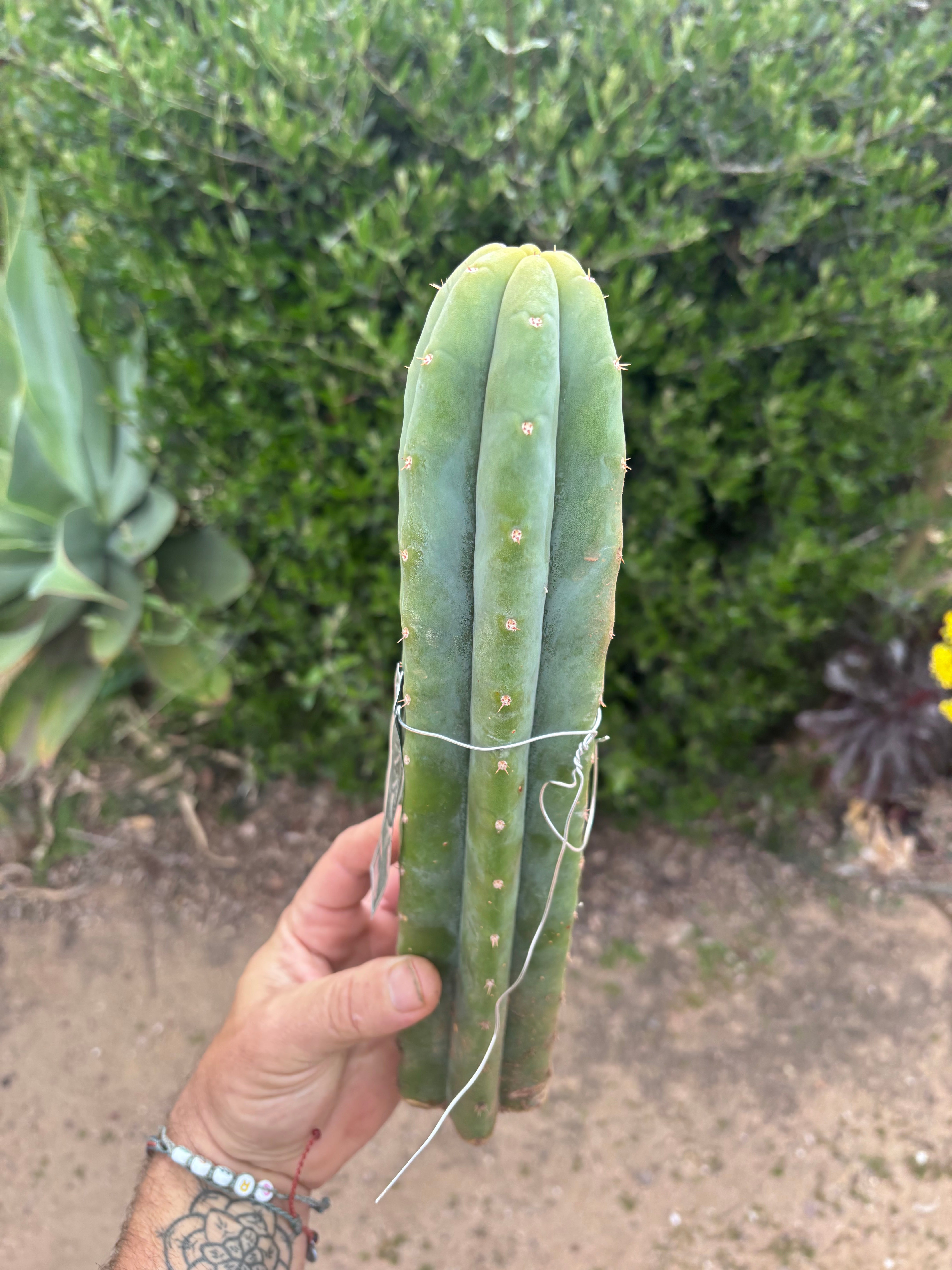 👑🌶️🌶️ KR04 — XL 13” Tip