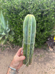 👑🌶️🌶️ KR04 — XL 13” Tip