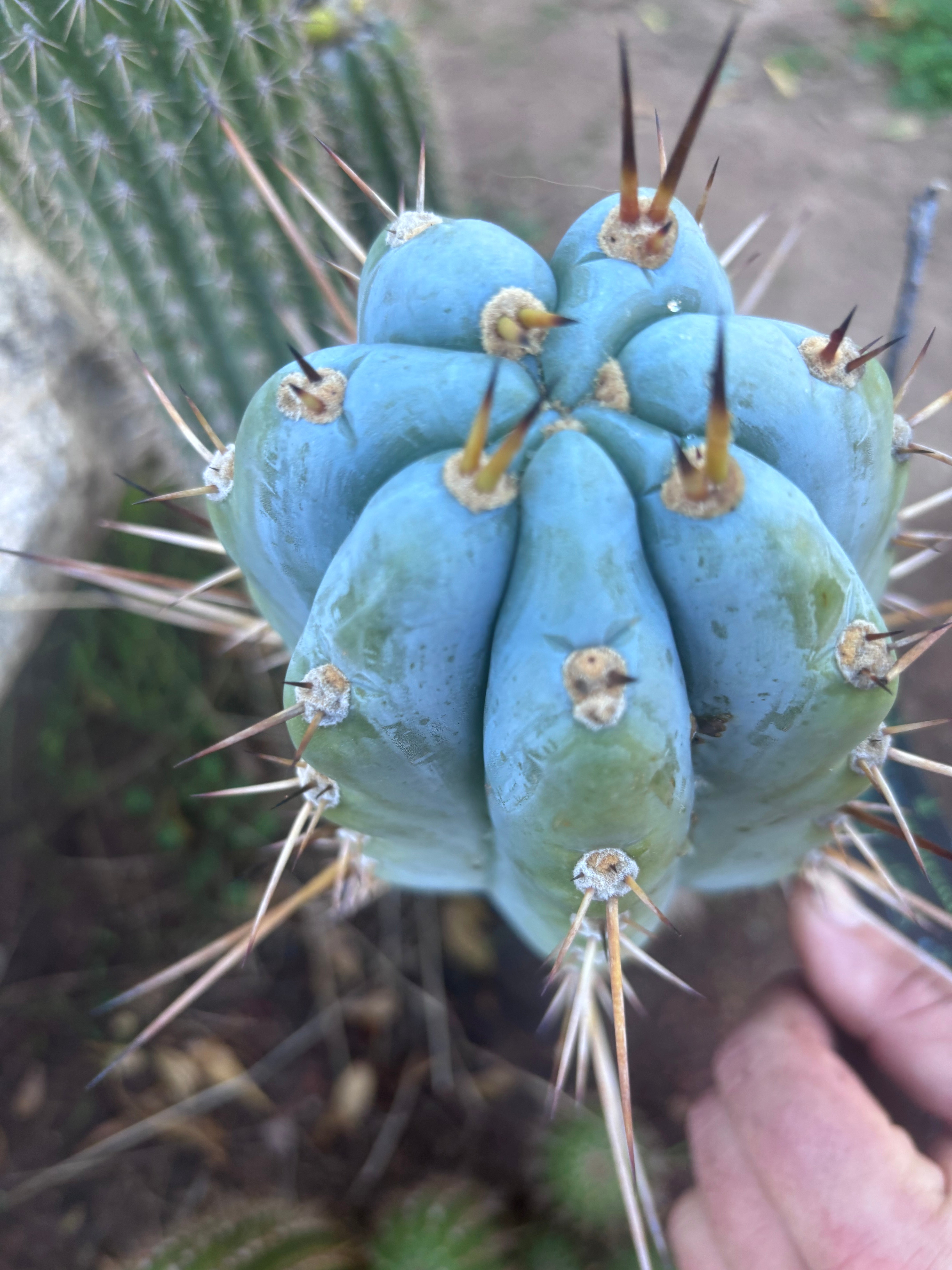 💎👑 BBG48.1540 — Fat 6” Tip