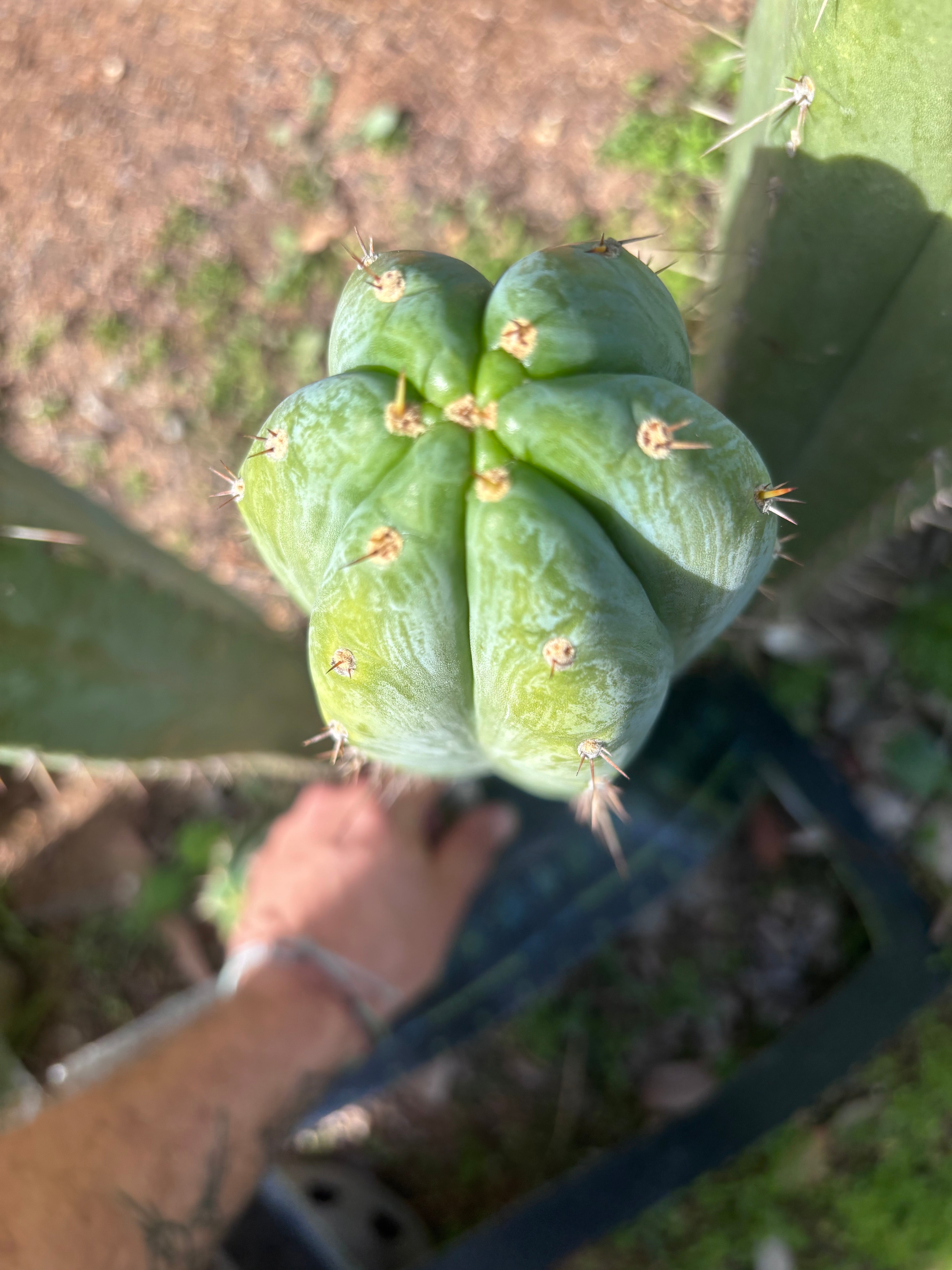 💎👑🌶️ Kimnach — Beefy XL 15” Pup