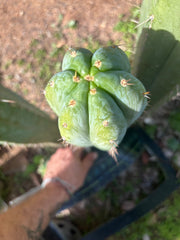 💎👑🌶️ Kimnach — Beefy XL 15” Pup