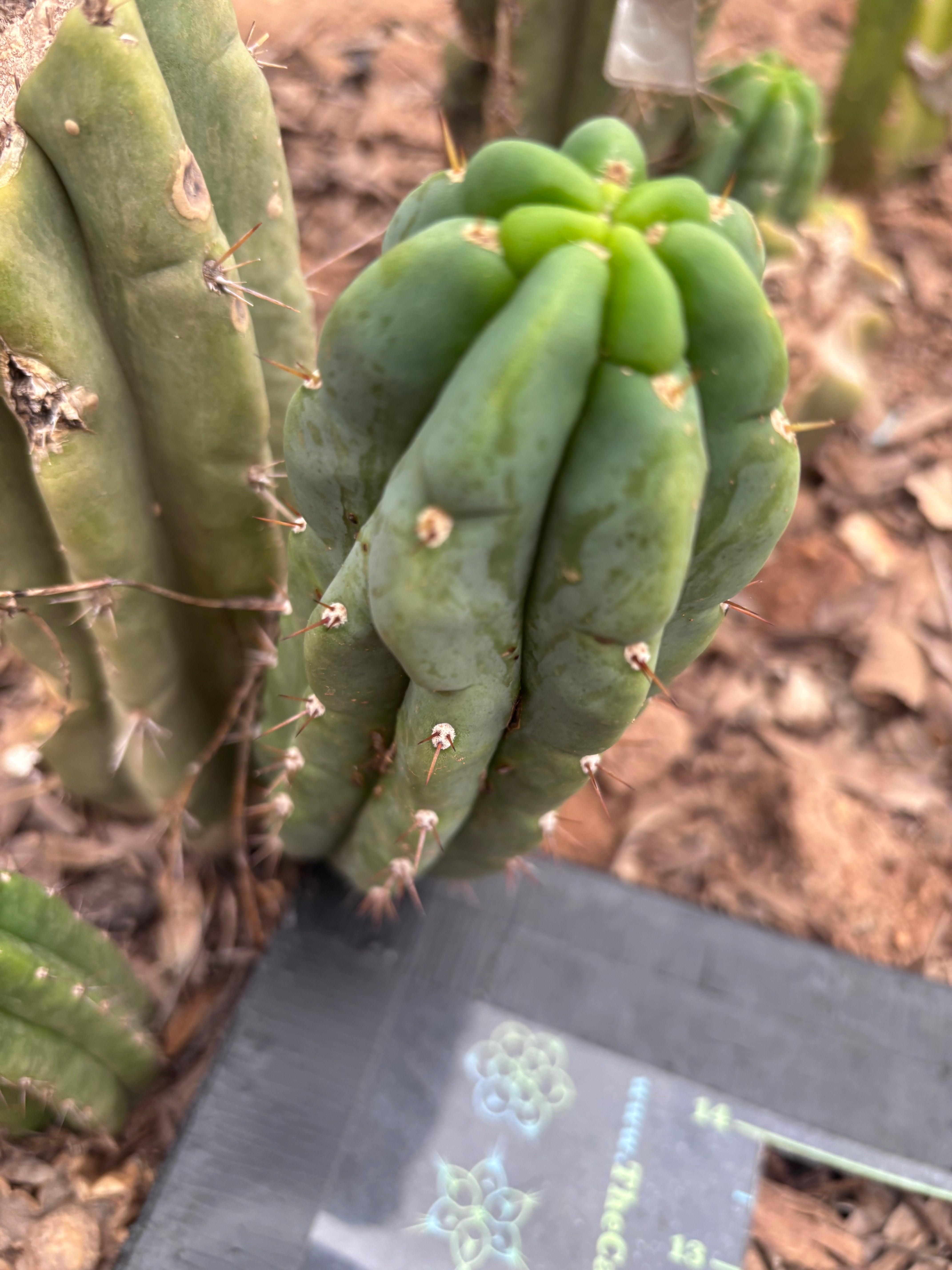 💎👑🌶️🌶️ Austy’s Bomb — 6” Pup