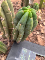 💎👑🌶️🌶️ Austy’s Bomb — 6” Pup