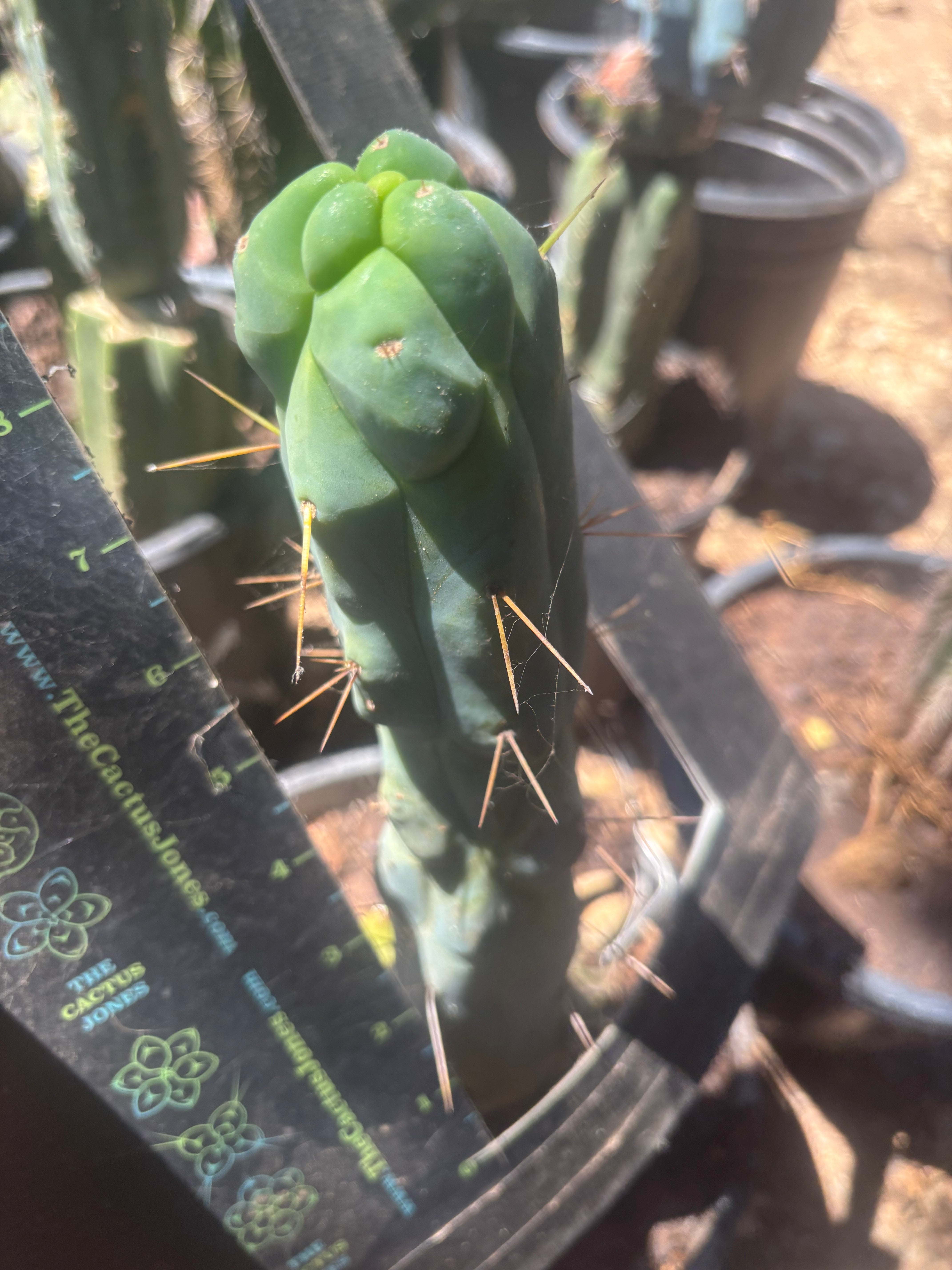 💎👑🌶️ Monster De Cota Cota — 8” Tip