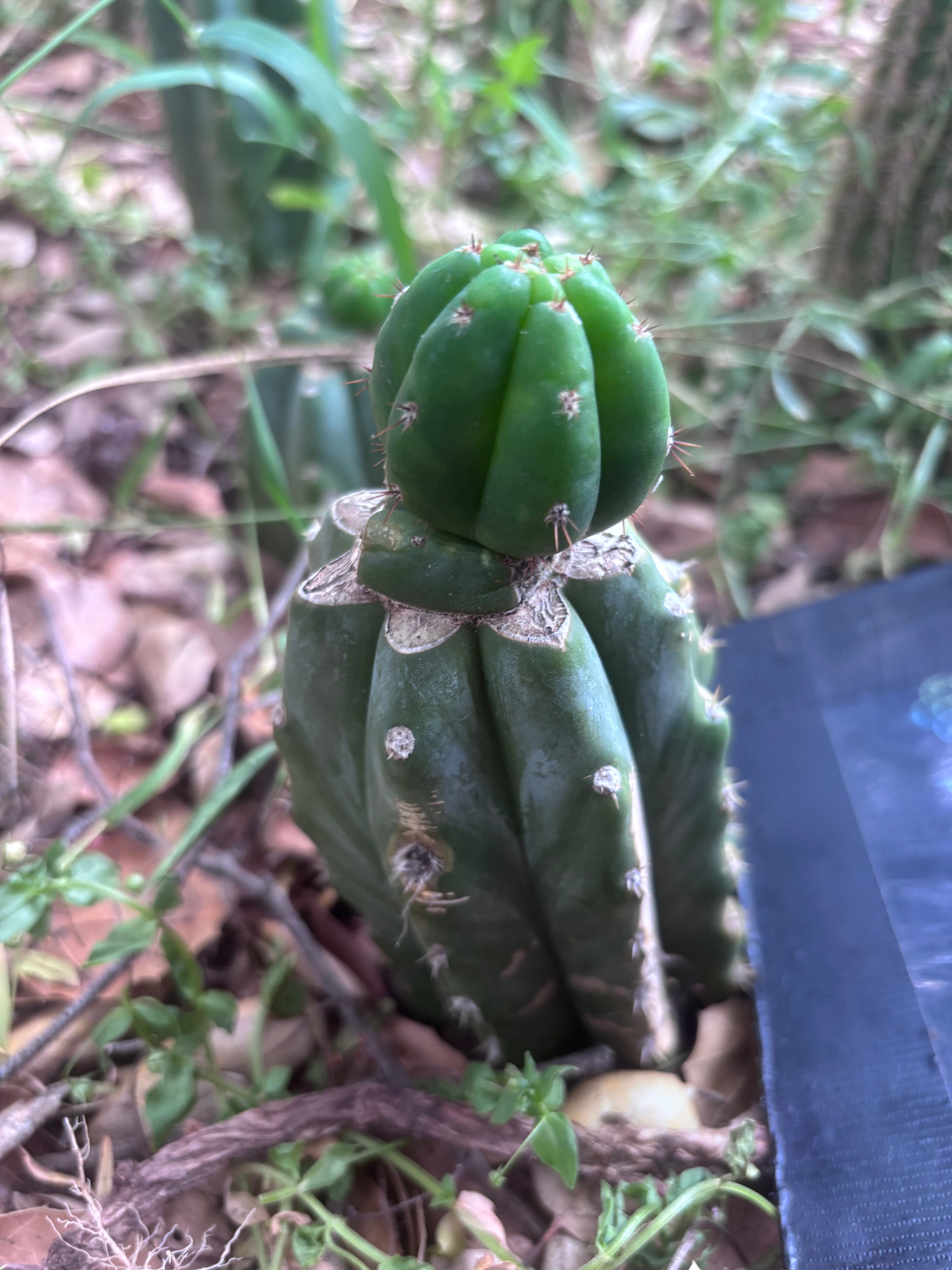 👑🌶️🌶️ KR04 — Whole Rooted Graft