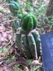 👑🌶️🌶️ KR04 — Whole Rooted Graft