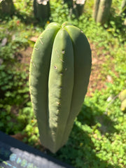 💎 Primo Aussie Scop  — 13” Tip