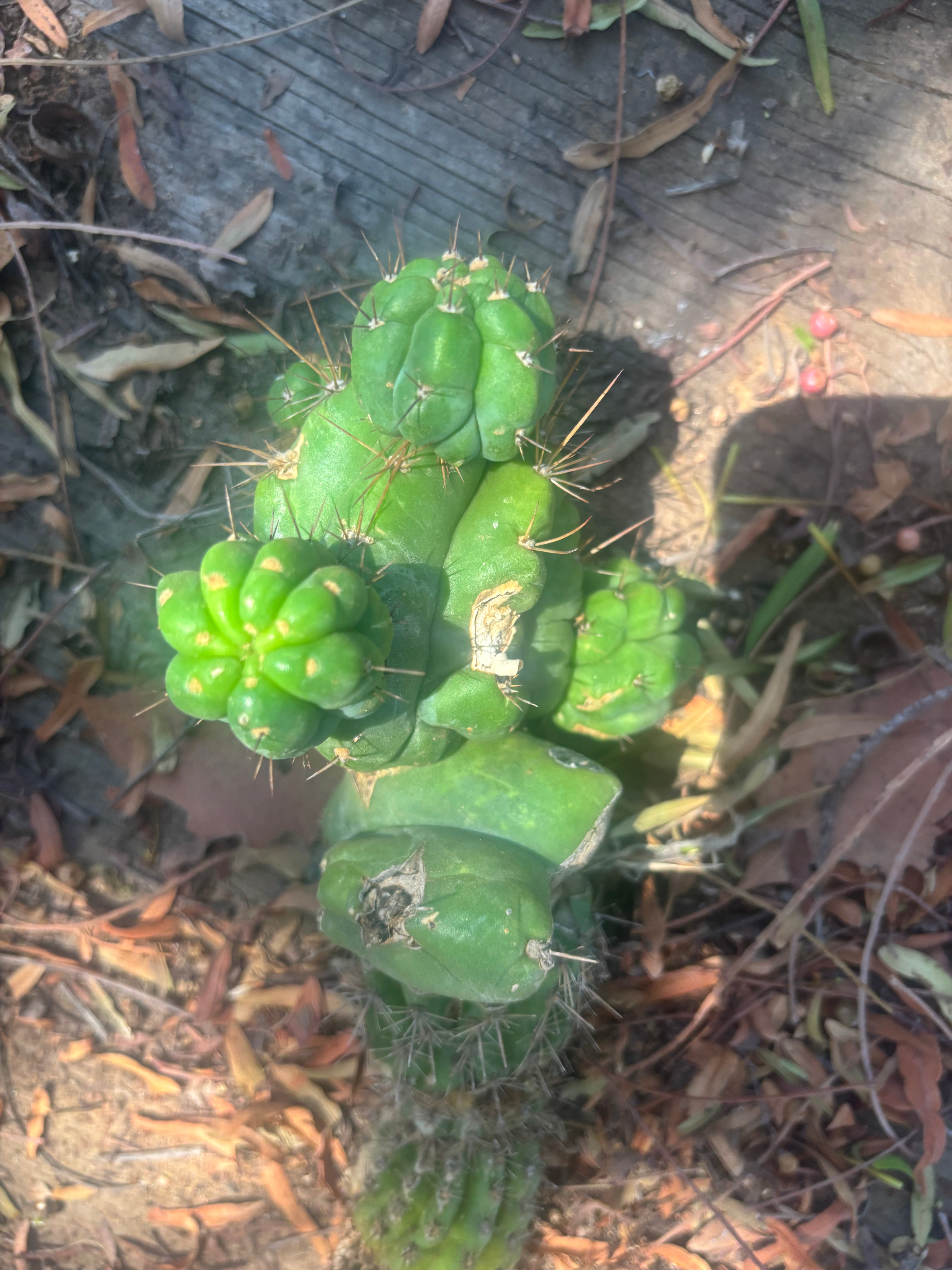 💎👑💎 Havran — Established Multi-Pup Graft on Spachianus
