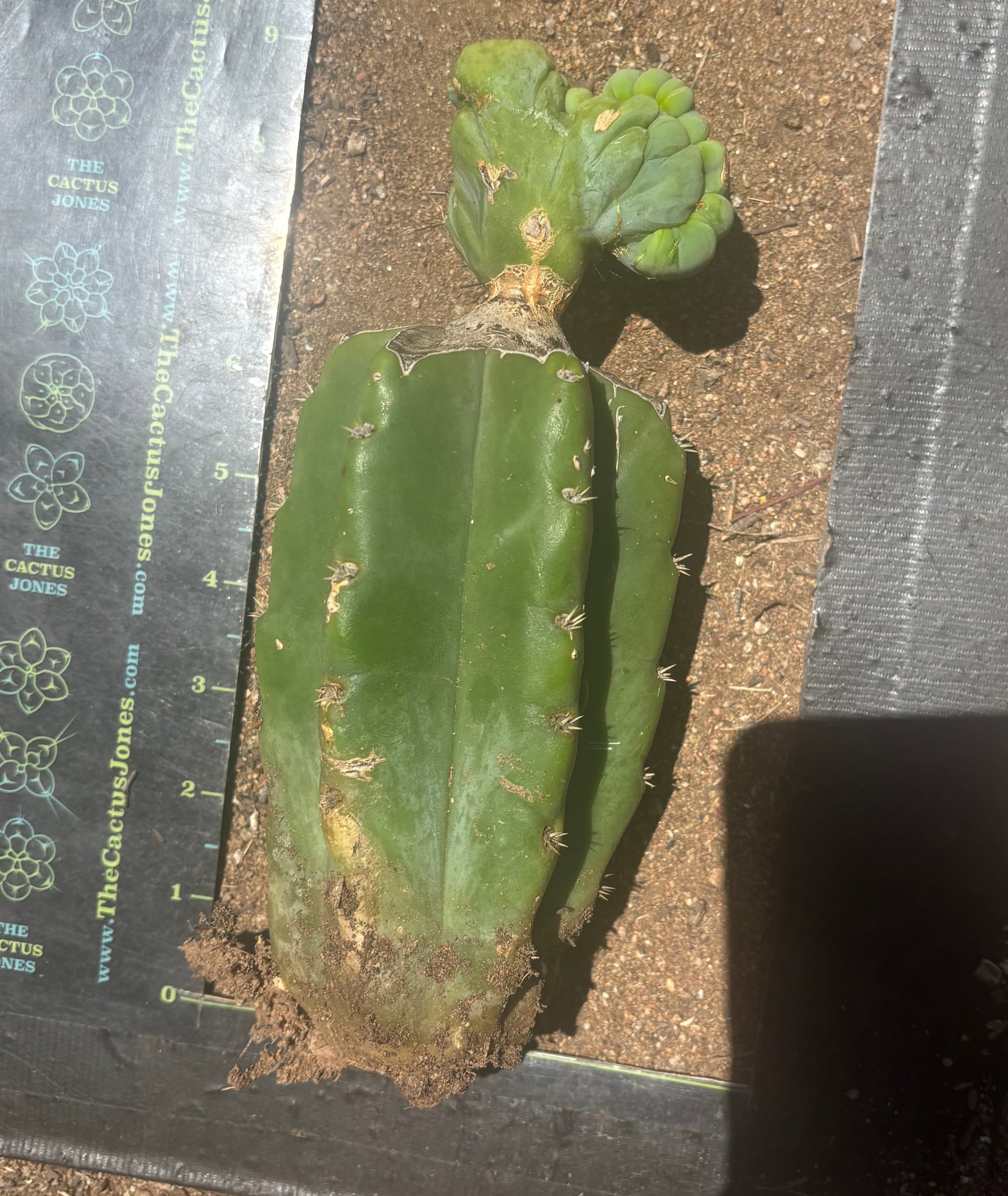 👑🌶️🌶️ TBMC — Graft on PC w/ Roots
