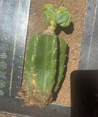 👑🌶️🌶️ TBMC — Graft on PC w/ Roots