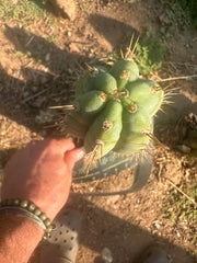 👑🌶️ Kimnach — 11” Pup