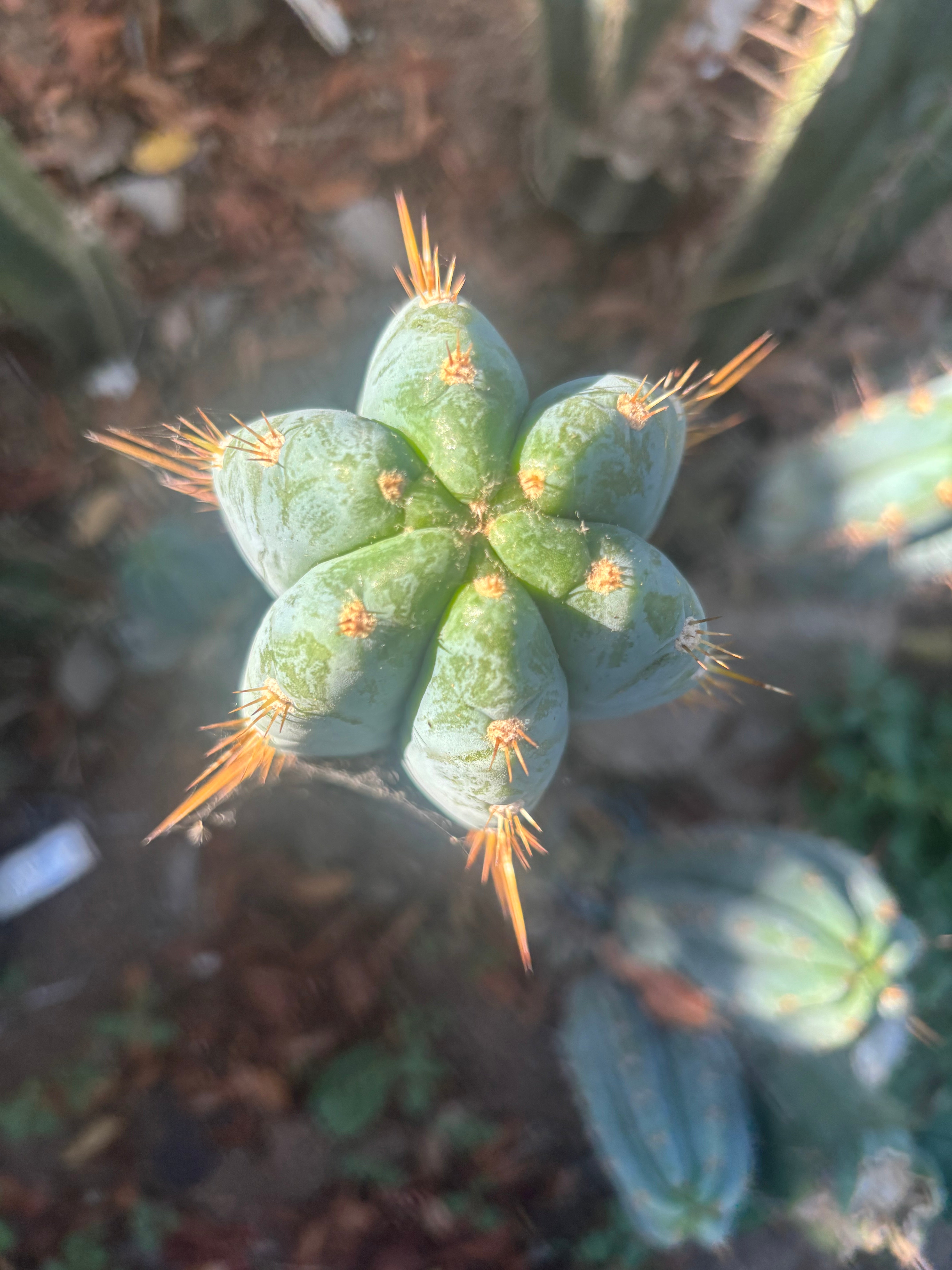 💎👑 Argentinensis “Coopers Clone” — 10” Tip