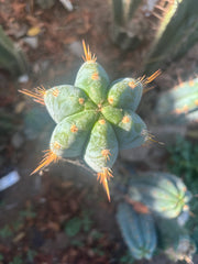 💎👑 Argentinensis “Coopers Clone” — 10” Tip