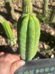 💎👑🌶️🌶️ KR04 — 7” Tip