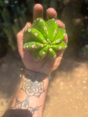 💎🦄💎 JS444 x Pluto (Cross Genus!) — Fat 5” Grenade