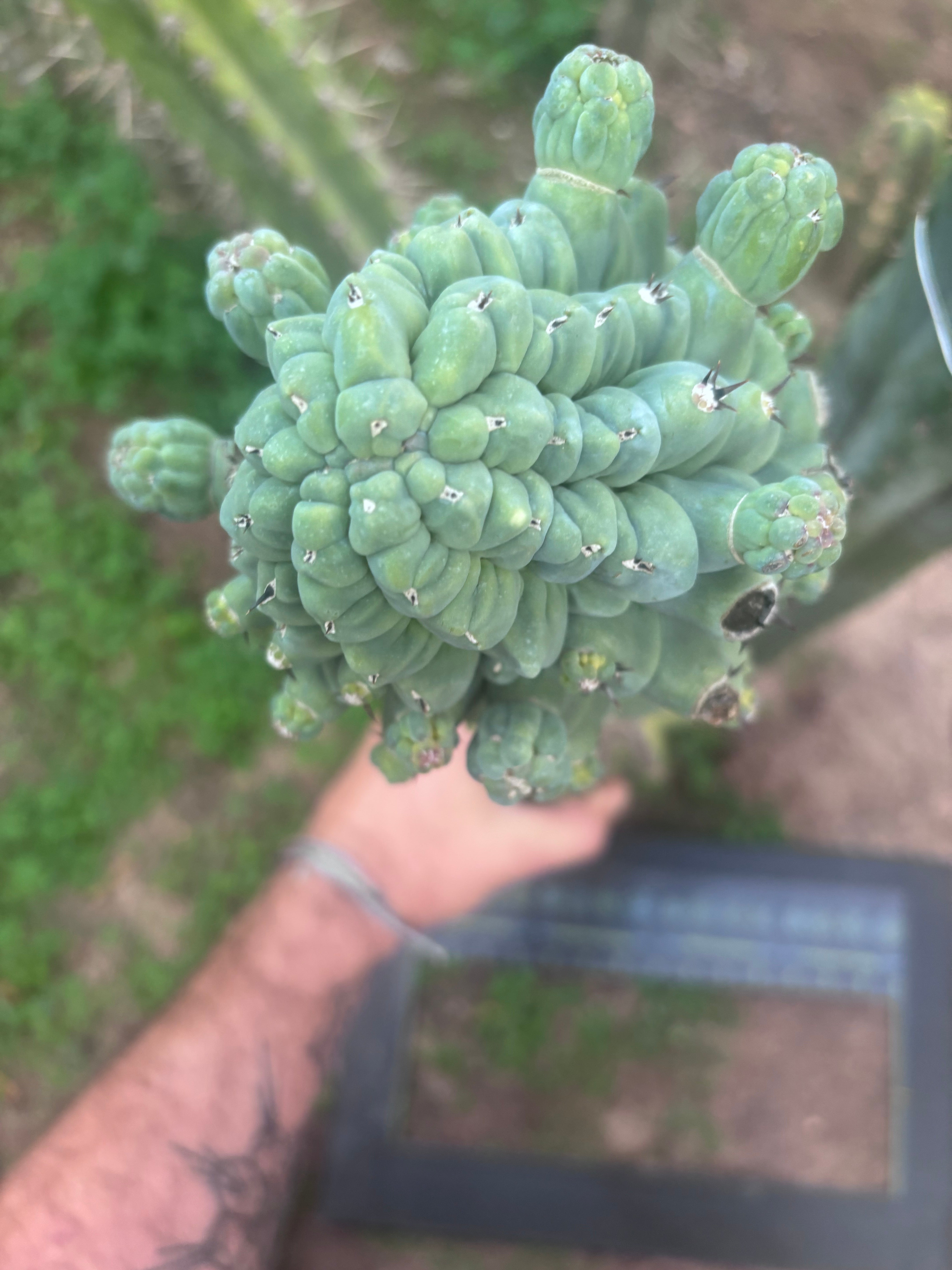 💎👑💎 Glorp — XXL Pupsplosion Graft (Re-Listing)