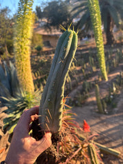 👑🌶️🌶️ Eileen — Rooted 11” Tip