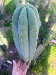 💎 Heynes x Sharxx  — Massive 16” Pup