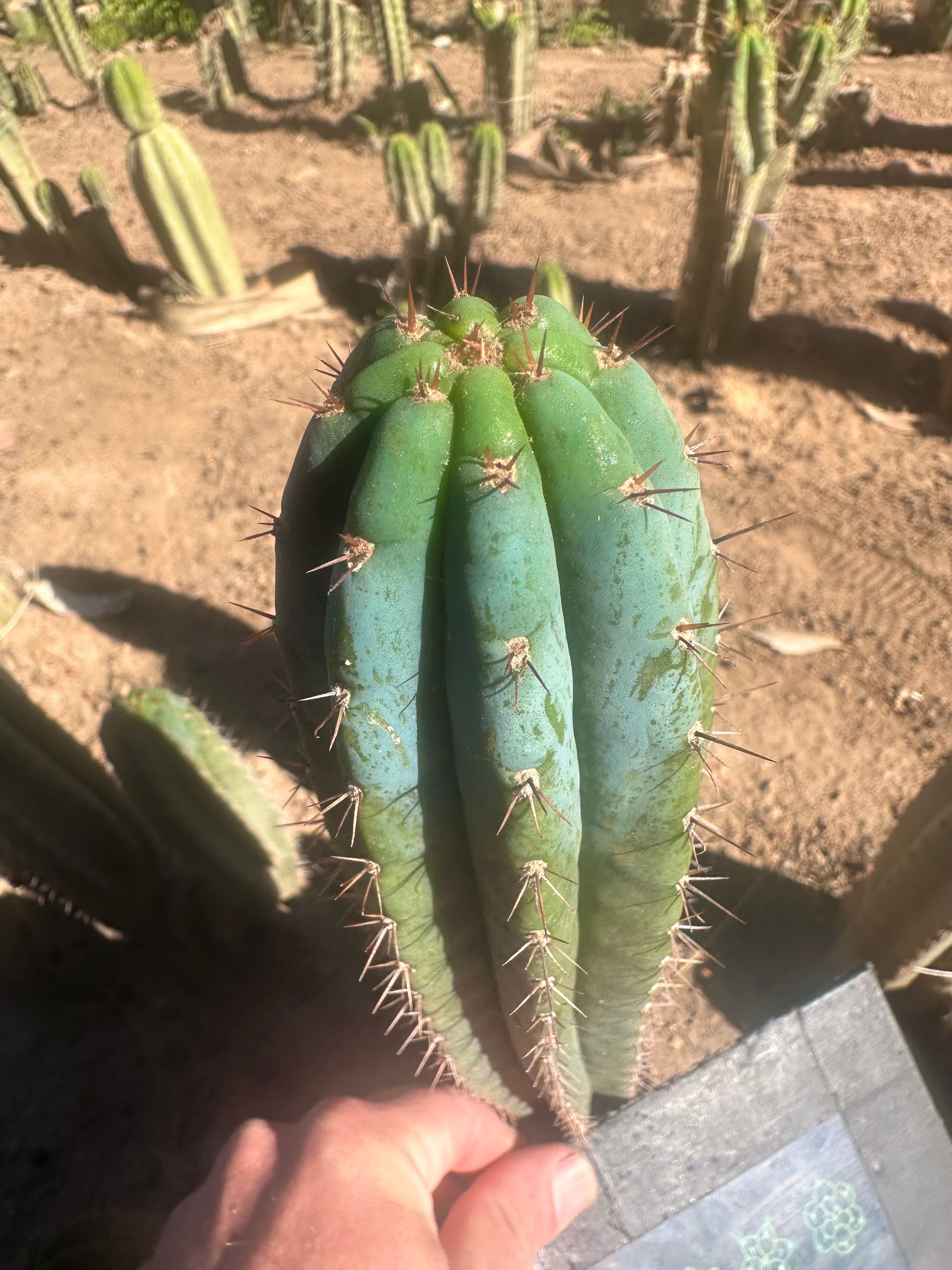 💎👑 Ferret— 10” Tip