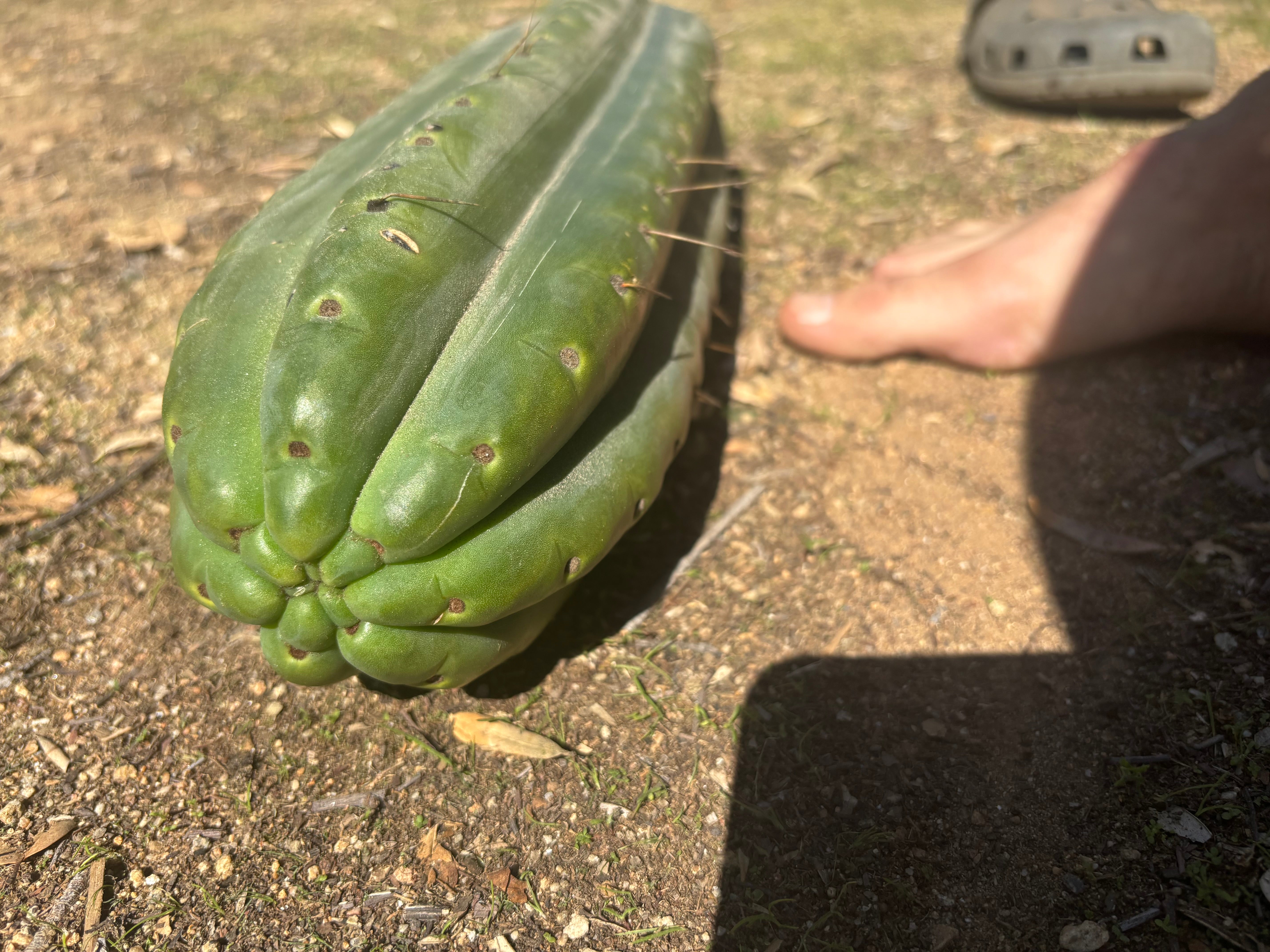 💎🌶️ SS02 x Yowie — One More MASSIVE 15” Tip
