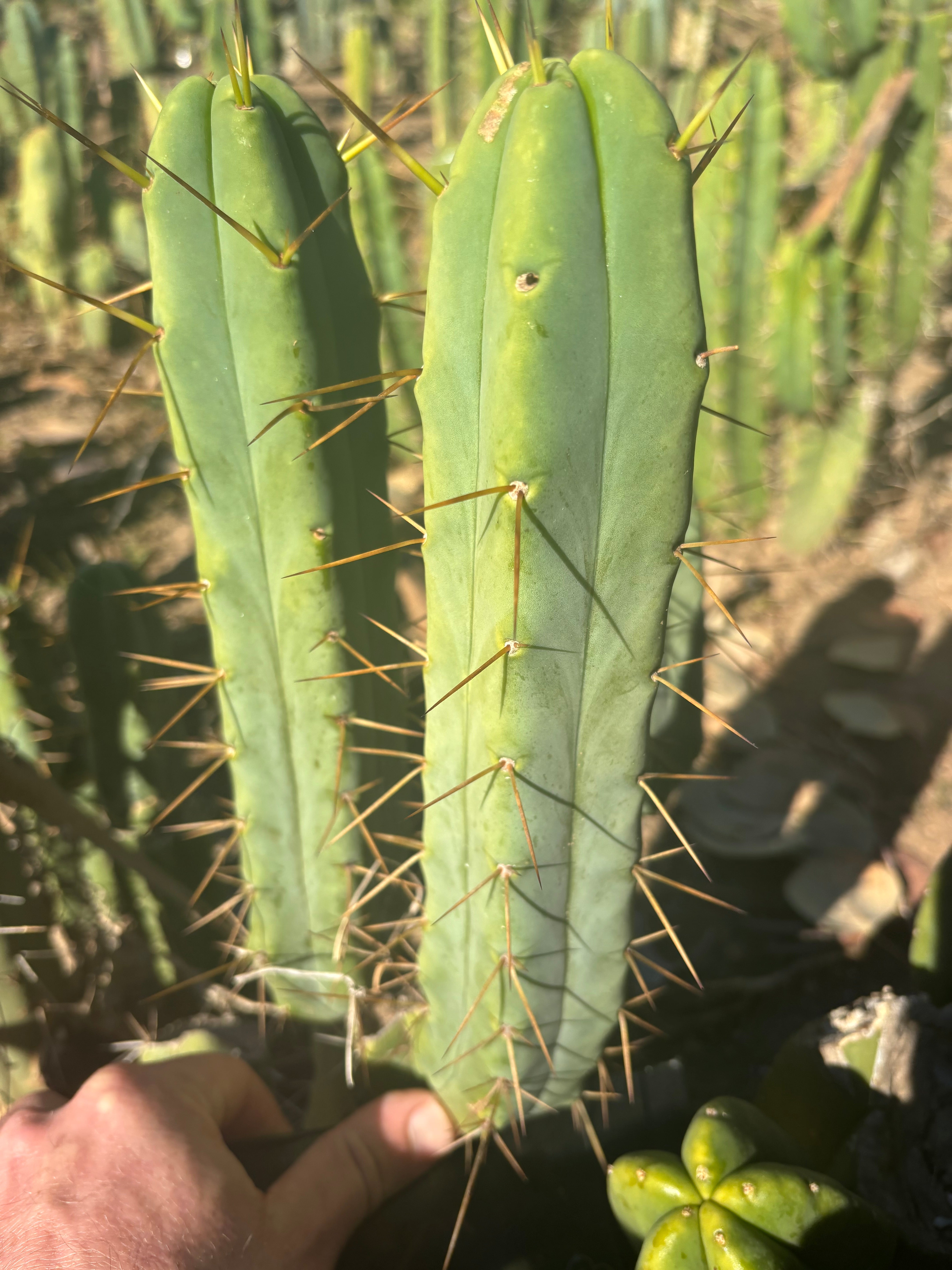 👑🌶️🌶️ Jiimz Twin Spine  — 11” Pup