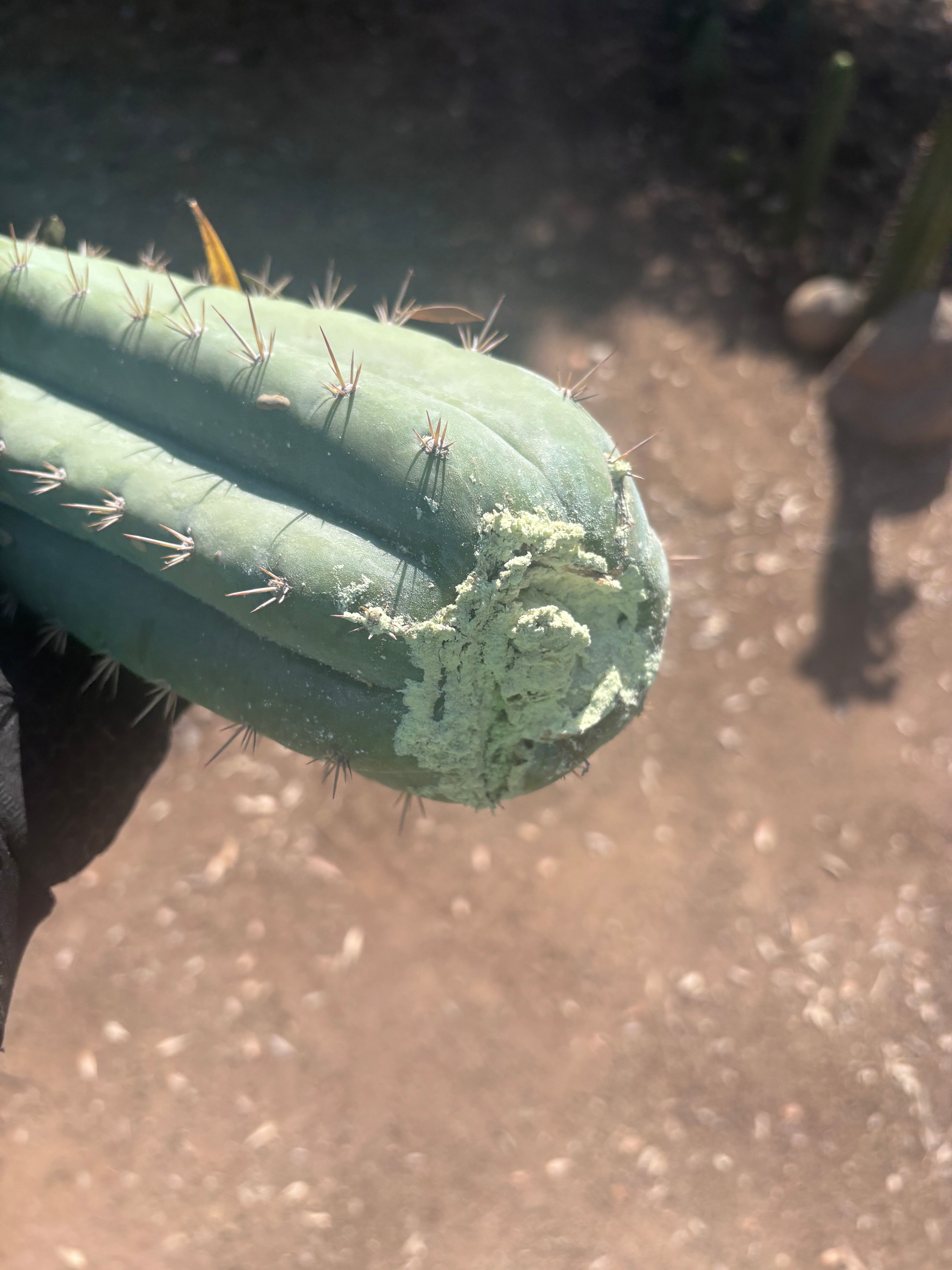 🌶️ JJOP — XL 15” Pups