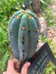 💎👑 Moonchild — FAT 8” Tip