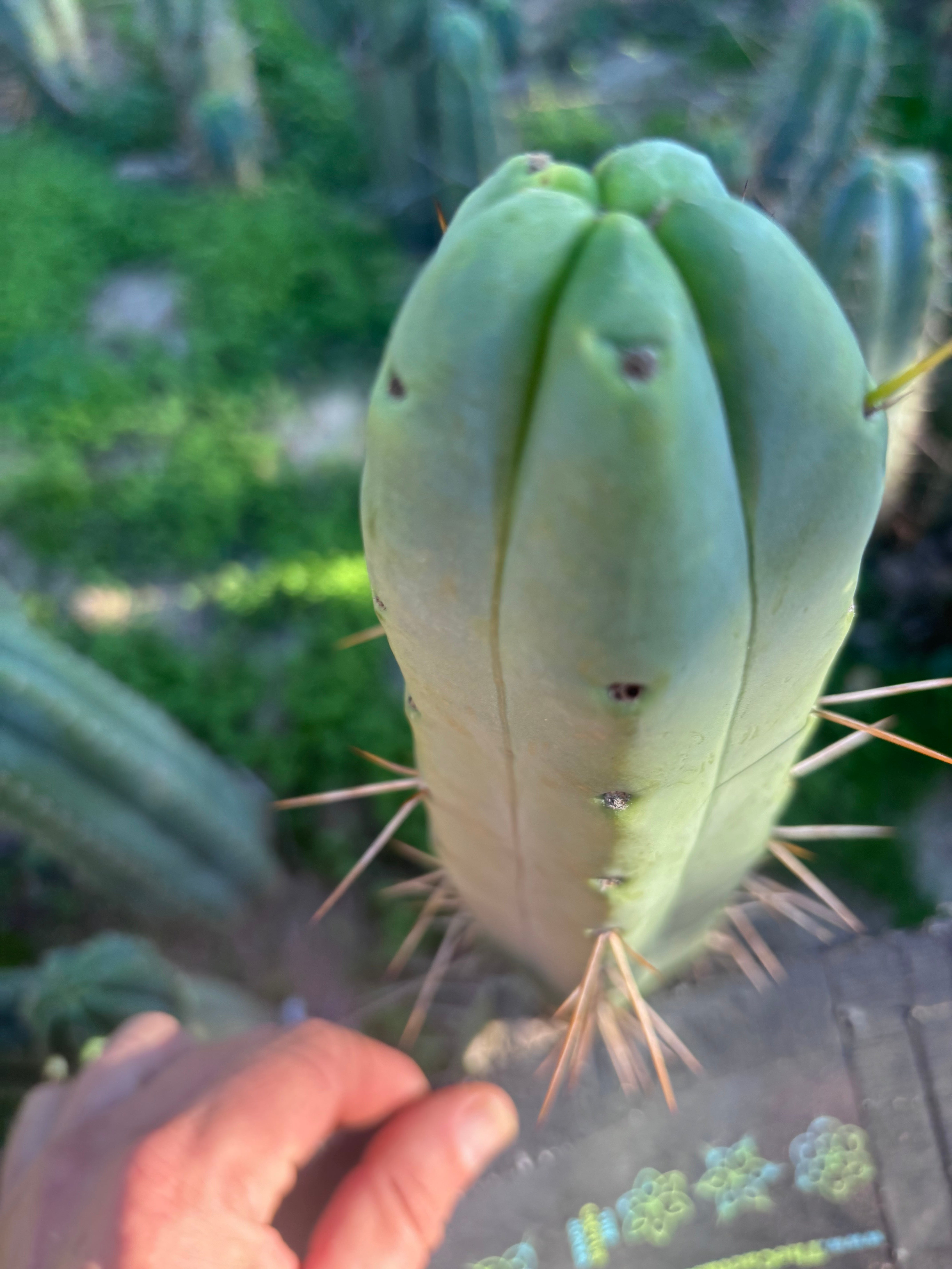 👑💎🌶️ Bob Gillette — 9” Tip