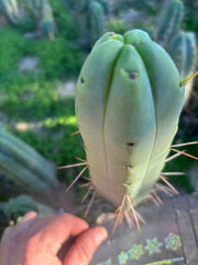 👑💎🌶️ Bob Gillette — 9” Tip