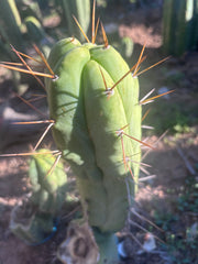 💎👑🌶️ Bruce — 10” Pup